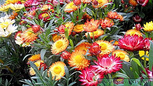 Градинарски цвет Helichrysum или Helichrysum bracts Одгледување и грижа