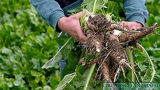 Salata ciklično uzgaja iz sjemena Sadnja u zemlju i forsiranje Berba i skladištenje Najbolje sorte
