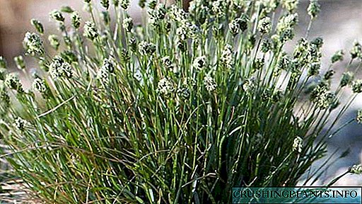 Sesleria hyacintho et crus, chernotsvetkovaya Plantabant et curare foris photo types