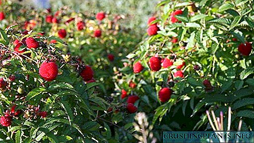 Засадување и грижа на тибетски малини Видео осврти за јагоди малини Вкус на бобинки и корисни својства