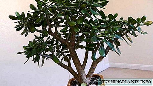 Jade in domum suam curam de formatione ejus in modus coronam bonsai quare cadere relinquit
