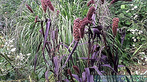 Сетариум немесе моғар шөптері Тұқым өсіру Ашық жерге отырғызу және күтім Бақшадағы фотосурет