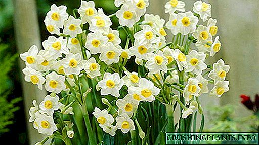 Tġiegħel daffodils Kif tħawwel u tieħu ħsieb daffodils fi borma fid-dar