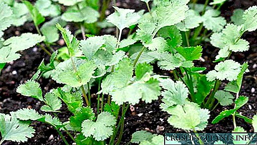 ການຂະຫຍາຍຕົວ cilantro ຈາກເມັດໃນພື້ນທີ່ເປີດແປນ Coriander care ພະຍາດແລະສັດຕູພືດຂອງ cilantro