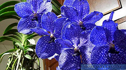 Uyda vanda orkide etishtirish, shisha vaza va ochiq ildiz bilan parvarish qilish.