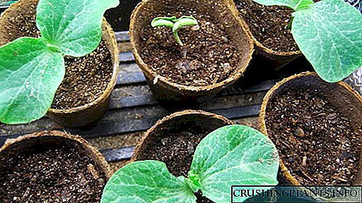Shuka kabewa seedlings da dasa shuki a cikin ƙasa Yadda ake ciyar da kabewa seedlings Yadda ake ruwa