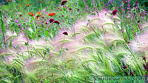 Јачмен грива Одгледување од семе Засадување и грижа на отворено Слика во дизајн на пејзаж