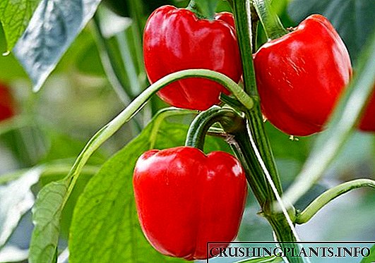 10 правила за добра жетва на пиперка