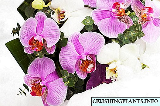 Mantemento de orquídeas de inverno: 15 consellos