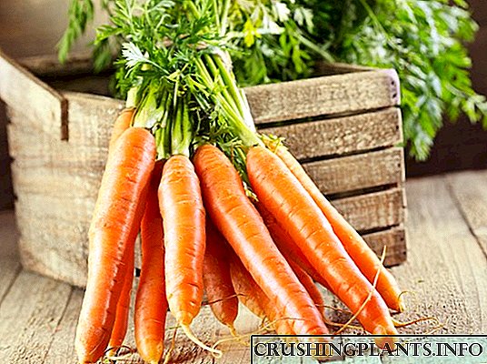 Kako čuvati mrkvu: 8 načina