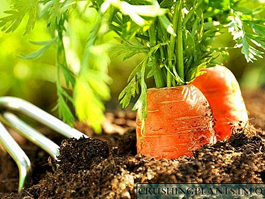 Agroteknik ngembang wortel ing pertanian alami