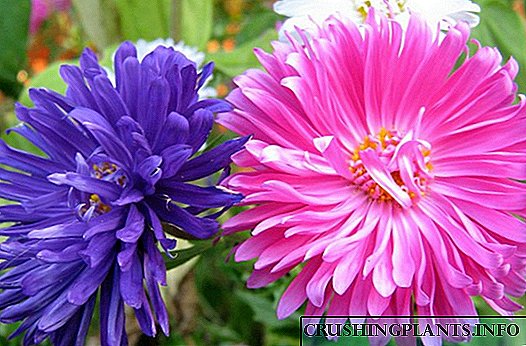 I-Asters