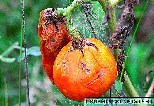 Ing perang nglawan blight tomat pungkasan: metode lan alat rakyat