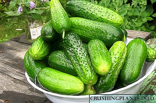 'N Doeltreffende manier om komkommers in 'n oop grond op 'n raam van wilger takkies te kweek