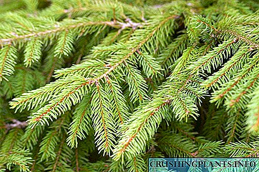 European spruce ma ọ bụ spruce nkịtị