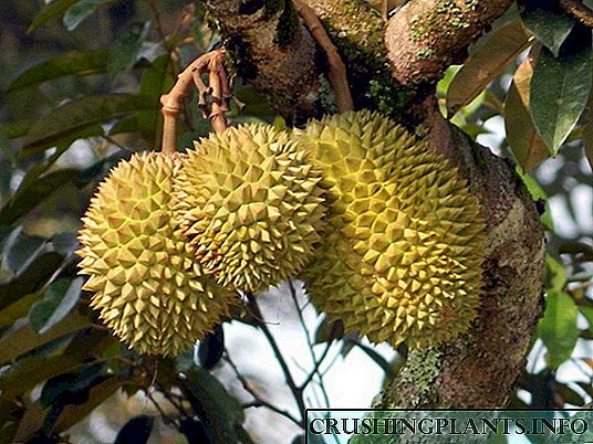 Durian-Frukta Cibetino