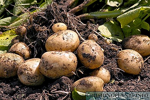Холандска технологија за одгледување компири во земјата