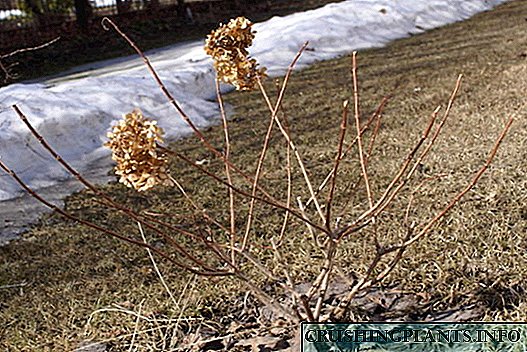 Hydrangea: tocio a pharatoi ar gyfer y gaeaf