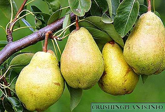 Pear ທົ່ວໄປ