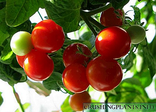 Cara sing menarik kanggo tuwuh tunas tomat tanpa darat