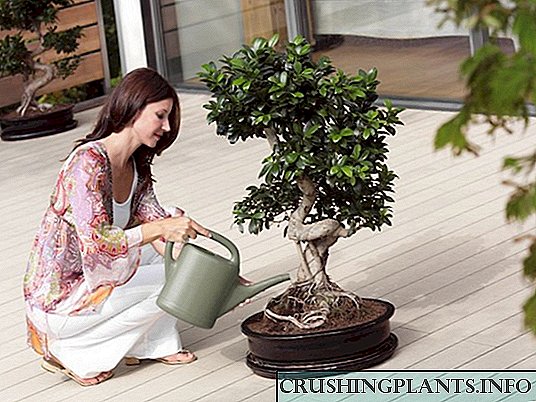 Arti i rritjes së bonsai
