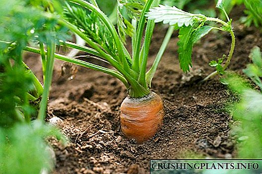 Kumaha cara nungkulan hama wortel tanpa bahan kimia