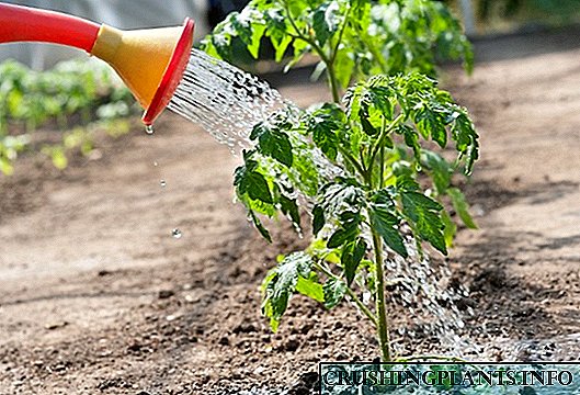 ٹماٹر کے پودوں کو مناسب طریقے سے پانی کیسے بجھائیں۔
