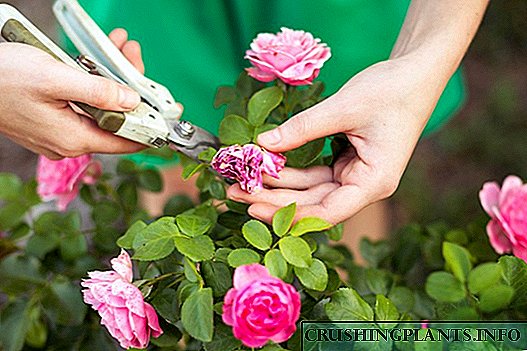 Kako obrezati sobne ruže