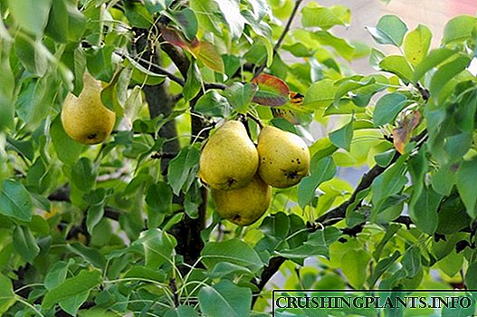 Si të mbillni një dardhë