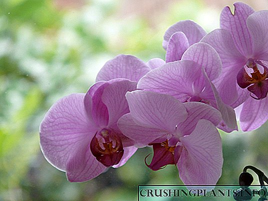 Esi agbatị okooko nke orchids n'ụlọ