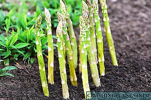 როგორ გაიზარდოს asparagus საკუთარი
