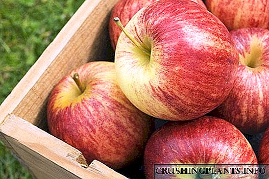 Како да ги чувате јаболките во станот