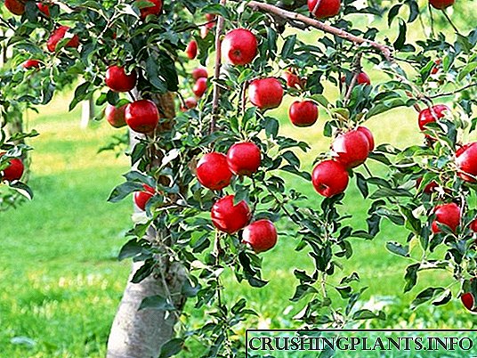 Kako se brinuti za stablo jabuke