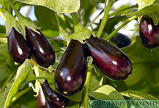 Sut i Dyfu Eggplant: Saith Cyfrinach i Gynhaeaf Da