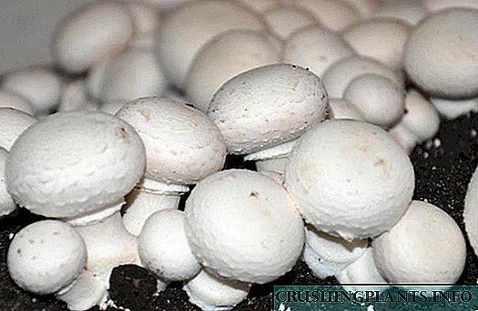 Cara ngembangake jamur champignon ing omah