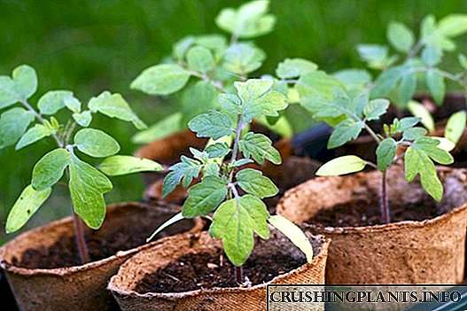 Olee otú na-eto ezigbo seedlings