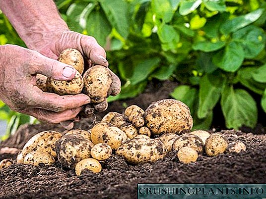 Como cultivar patacas a partir de sementes