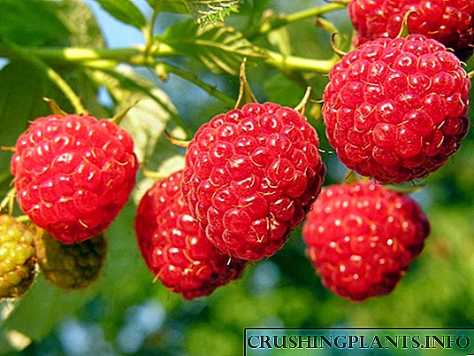 Quid est crescere super terram suam raspberries remontant