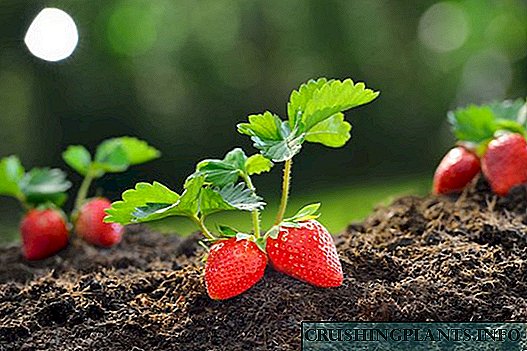 Cara tuwuh tunas strawberry saka wiji
