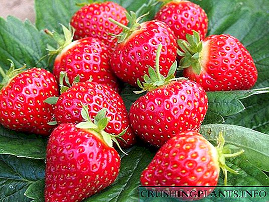 Kumaha tumuwuh strawberries remontant di kebon