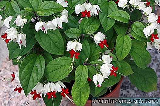 I-Clerodendrum