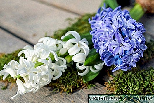 Nini ukugaya hyacinths ebusika?