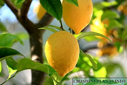 Lemon lemun tsami. Kashi na 2