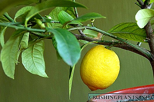 Пипен лимон