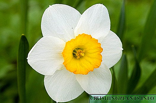 Li-daffodils