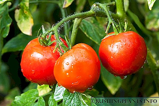 Pomidorda ozuqa moddalarining etishmasligi