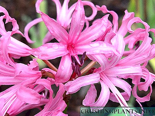 Nerine (nerina) or "spider lily"