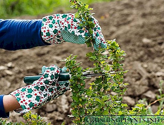 Градинарски цариградско грозде: како да се формира грмушка