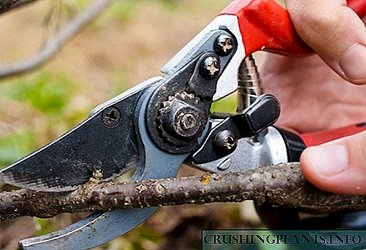 Currant pruning: መቼ እና እንዴት በትክክል ማድረግ እንደሚቻል።