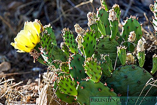 Prickly peras. Taglamig matigas na cactus